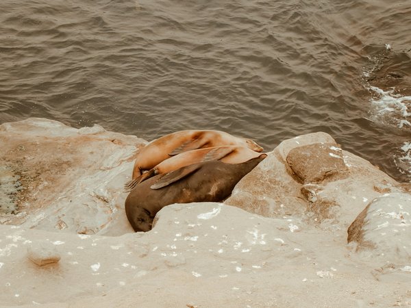 Où observer les lions de mer en Patagonie, Argentine : lieux et périodes idéales ?